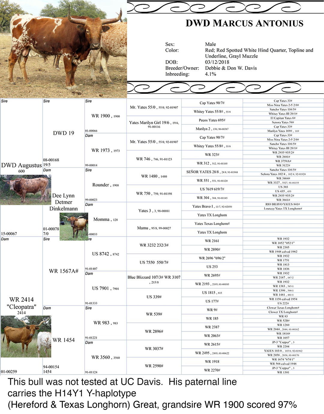 A.I. Sire List – Cattlemen's Texas Longhorn Conservancy